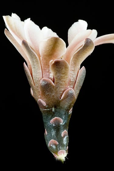 coupe d'une fleur